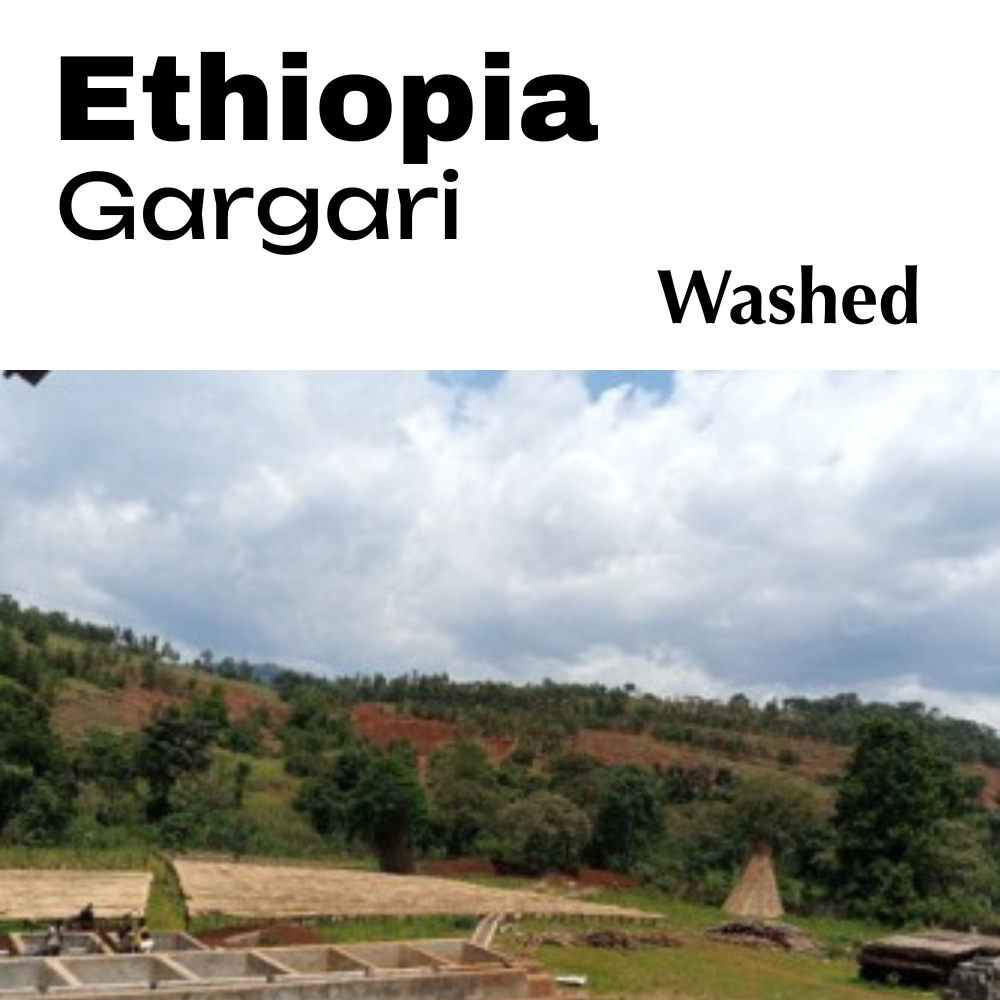 Ethiopia Gargari - Washed