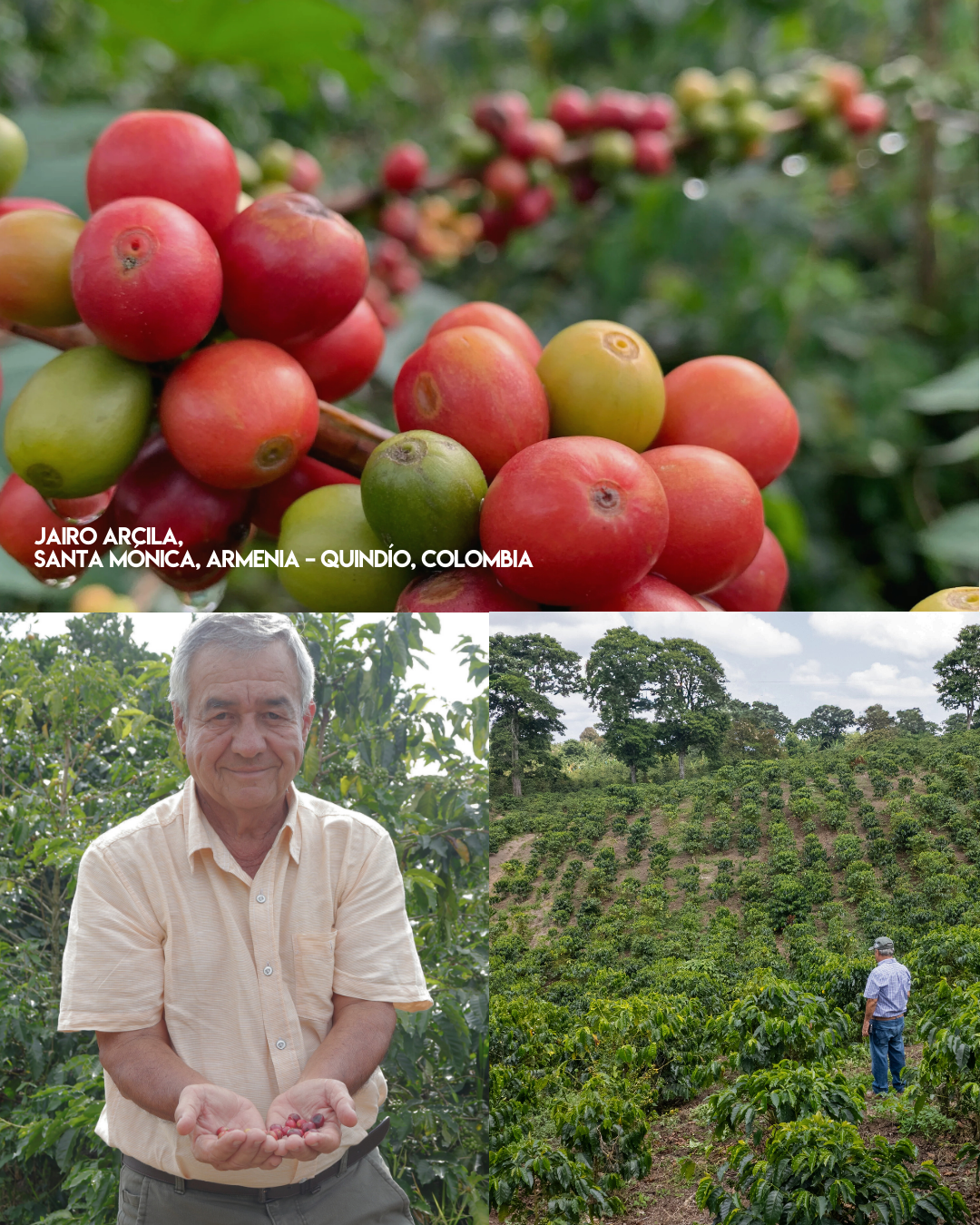 Colombia Jairo Arcila - Honey Rainbow Specialty Decaf