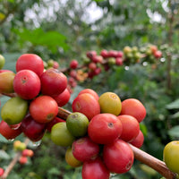 Colombia Jairo Arcila - Honey Rainbow Specialty Decaf