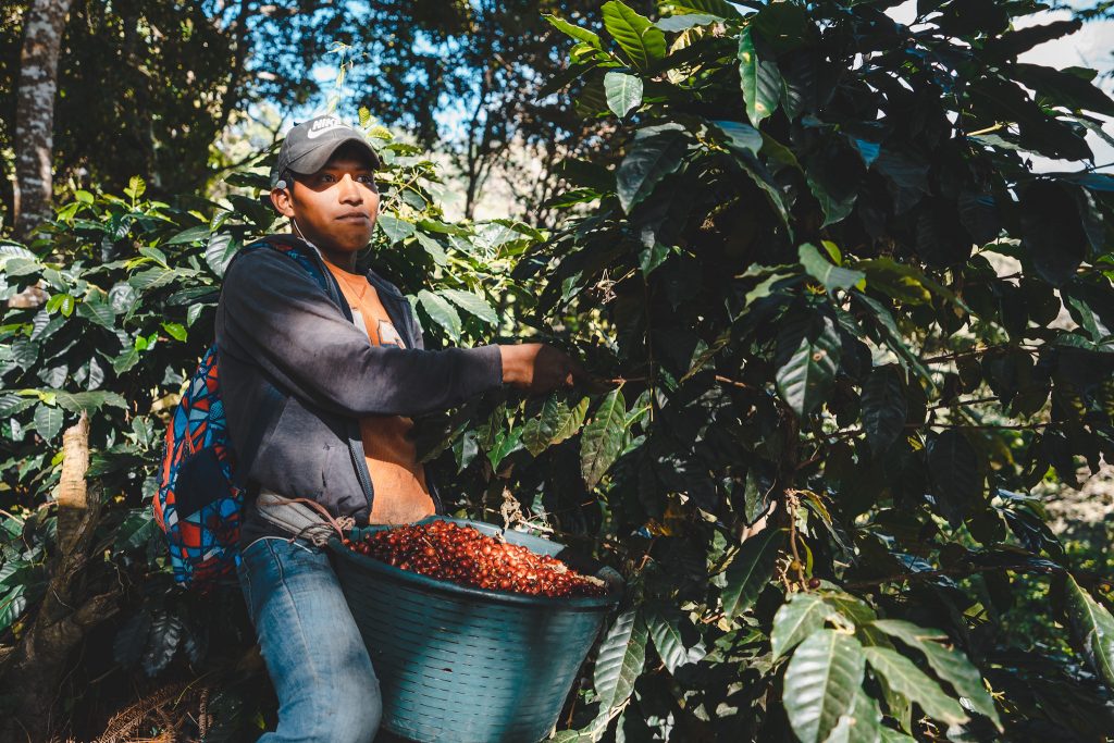 Panama - BOP VW-01 Lot | Pacamara Washed