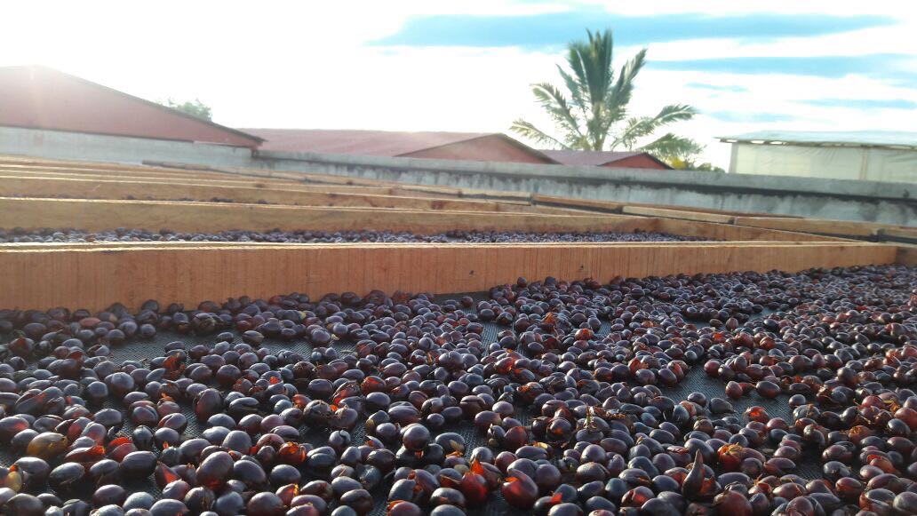 Colombia Indio - Natural