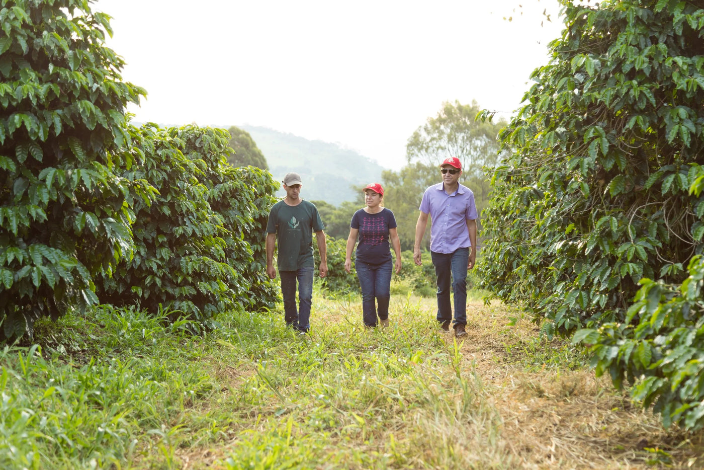 Brazil Light - Low Acid Coffee