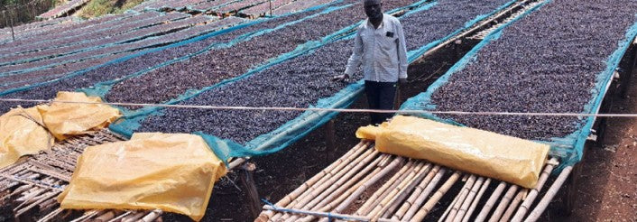 Ethiopia Gargari - Washed