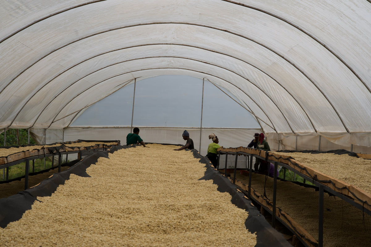Kenya Adumu - Washed