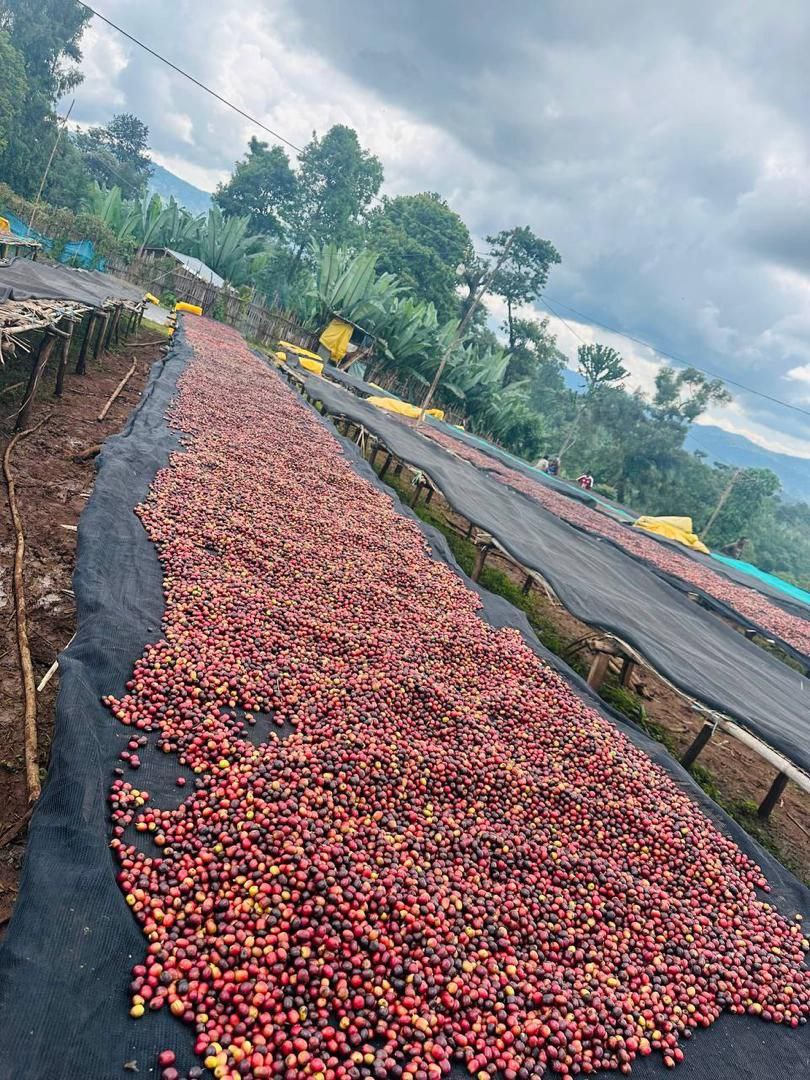 Ethiopia Chelbesa - Natural