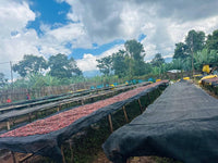 Ethiopia Chelbesa - Natural