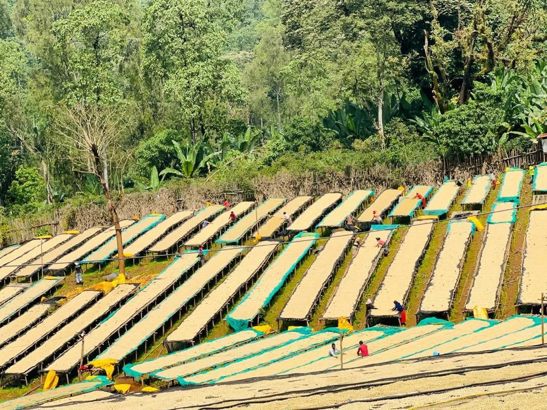 Ethiopia Chelbesa - Natural