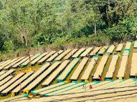 Ethiopia Chelbesa - Natural