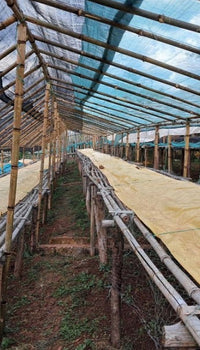 Ethiopia Gargari - Washed