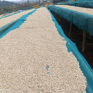 Ethiopia Gargari - Washed