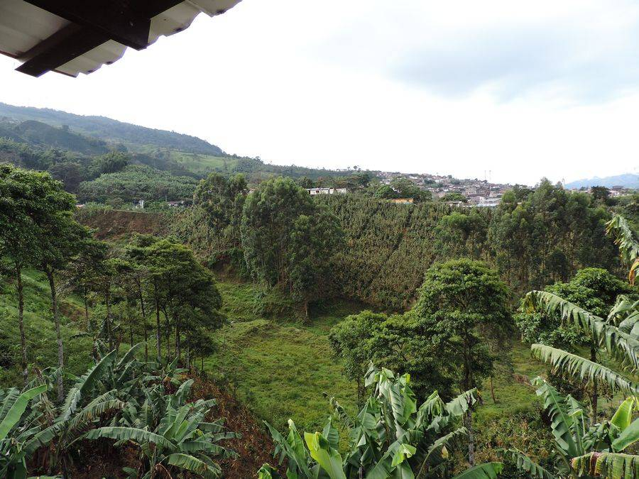 Colombia Samaria Risaralda - Natural
