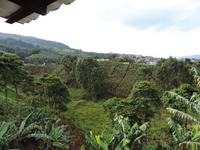 Colombia Samaria Risaralda - Natural