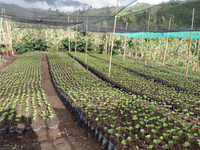 Colombia Samaria Risaralda - Natural