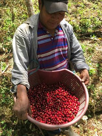 Panama Coffee farner