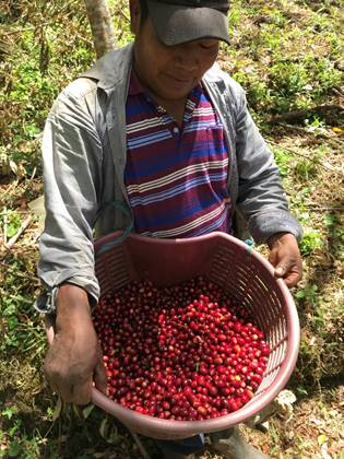 Panama Coffee farner